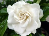 Gardenia Mystery