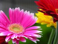 Gerbera