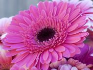 Gerbera Daisy