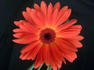 Gerbera Daisy Orange