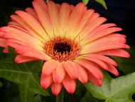 Gerbera Peach