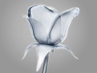 Glassified Rose