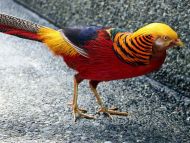 Golden Pheasant