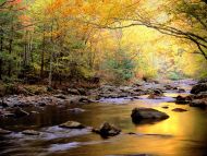 Golden Waters, Great Smoky Mountains National Park