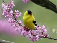 Goldfinch on a Redbud Tree