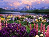 Grand Teton and Wild Flowers, Wyoming