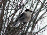 Gray Jay