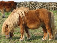 Hairy Horse