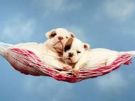 Hammock Happiness