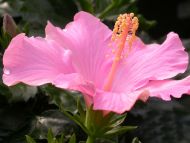 Hibiscus Pink