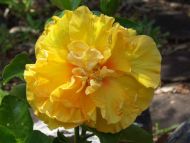 Hibiscus Yellow