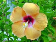 Hibiscus