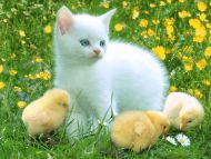 Kitty and Chicken a Friends