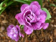 Lavender Tulip in Shade