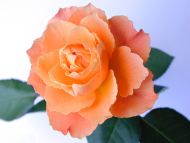 Light Orange Rose