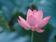 Light Pink Lotus