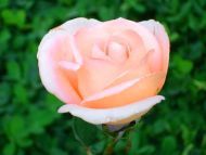 Light Pink Rose