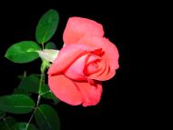 Light Red Rose