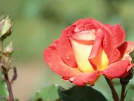 Light Red Yellow Rose