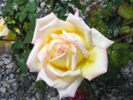 Light Yellow Rose