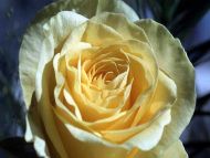 Light Yellow Rose