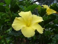 Light Yellow Tropical Flower