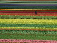 Lisse, Netherlands