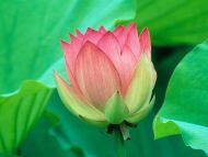 Lovely Lotus Flower