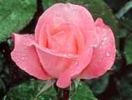 Lovely Rose