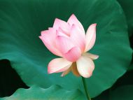 Loves First Bloom, Lotus Flower