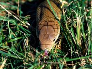 Lurking in the Grass, King Cobra
