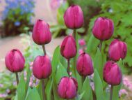 Magnificent Beauty of Tulips