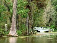 Magnolia Plantation Gardens, Charleston, South Carolina