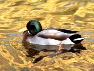 Mallard Duck, Indianapolis, Indiana