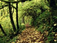 Maple Lined Silver Creek Trail, Silver Falls, Oregon