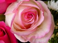 Miniature Pink Rose