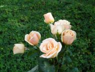 Miniature Pink Rose Bouquet