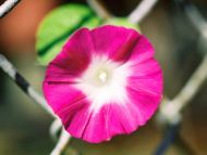 Morning Glory Pink and White