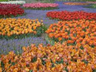 Multicolour Garden of Tulips