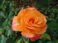 Nice Orange Rose