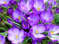 Nice Purple Tulips