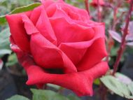 Nice Rose