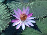 Nice Water Lily