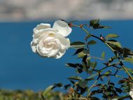 Nice White Rose