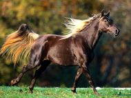 Noble Locks, Rocky Mountain Horse