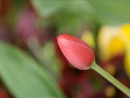 Opening Flower