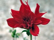 Opening Red Dahlia