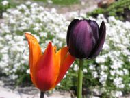 Orange and Indigo Tulips