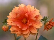 Orange Dahlia