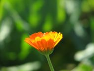 Orange Flower